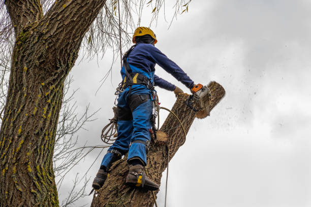 Best Stump Grinding and Removal  in Sunnyslope, WA